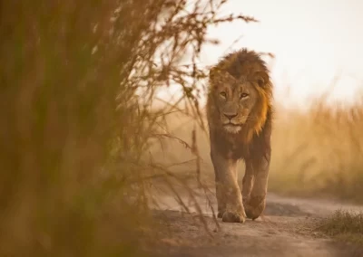 Lion on path